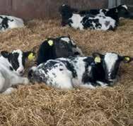 TRANSITION FEEDING Continental Cattle FEEDING STRATEGY Continental Cattle The transition feeding is the key part of getting the calves moved over smoothly from the diet in the rearing unit onto the