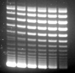 16 nm of plasmid DNA templates, 2. nm of LacI, and 12 units of.