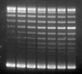 restriction enzyme activities.