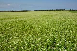 What is a cover crop?