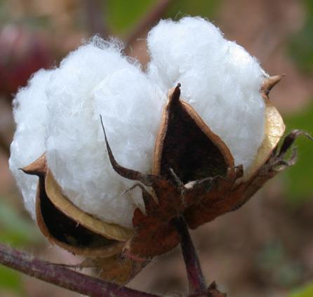 In nutshell after many years of stagnation, the productivity of cotton in the country has been increased significantly during the last 2-3 years and it has been viewed as major break through.