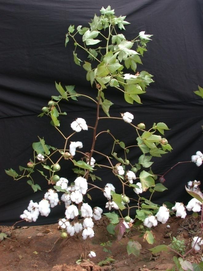 -33- of desi cotton by improving fibre properties, a variety PA 255 (Parbhani Turab) was evolved at Parbhani and released during 2000.