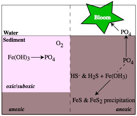Role of Sediments in P-Cycling Oxic hypolimnion Oxic surface sediments Anoxic hypolimnion Reducing sediments PO 4 Fe(OH) 3 ~PO 4 Fe 2+ + PO 4 anoxic anoxic Lake Carbon Budgets Identify