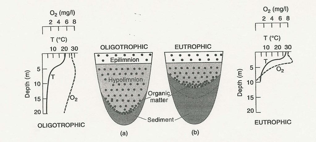 Trophic State Lake Classification (cont d) Nutrient input to oligotrophic lakes is typically dominated by precipitation. Eutrophic lakes derive nutrients mainly from the surrounding watershed.