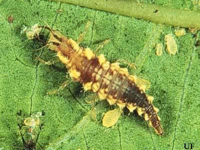 Insects, mites Disease Where