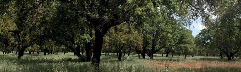 CORK ORIGINS 13 EUROPE S BUSINESS & BIODIVERSITY INITIATIVE which Corticeira Amorim has joined, included the creation of the biggest award to date for researchers working in the field of the cork oak