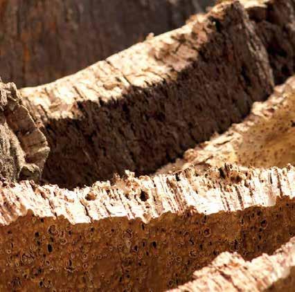 CORK PROPERTIES 20 Suberin (a kind of natural wax) envelops the walls of each cell and blocks off the air (mixture of gases) giving cork its impermeability and many other features.