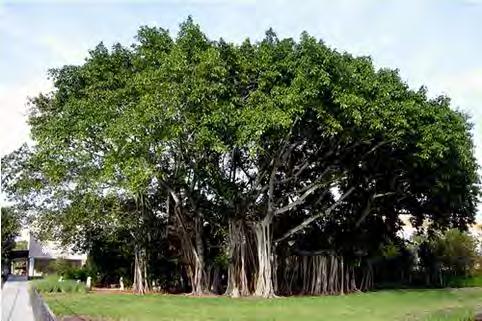 ACTIVITY 6: A Closer look at the trees Things to do: Identify a large tree in your village / locality, sit down under this tree and carefully observe for a couple of days, the different animals,