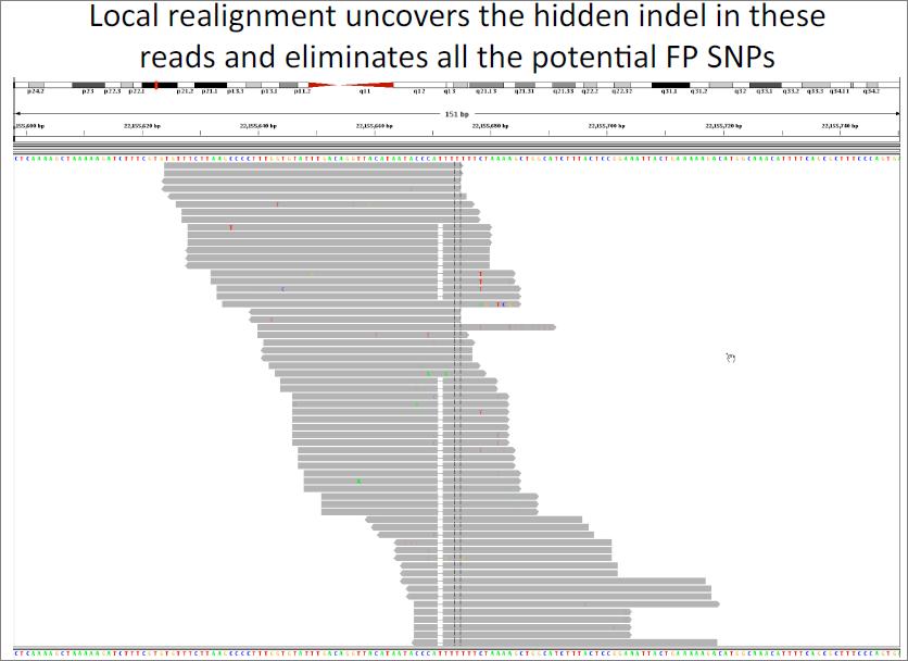 Hidden indels realignments (strand discordant locus) FreeBayes does it without!