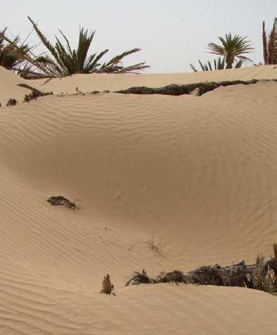 Recultivation of degraded soils Morocco,