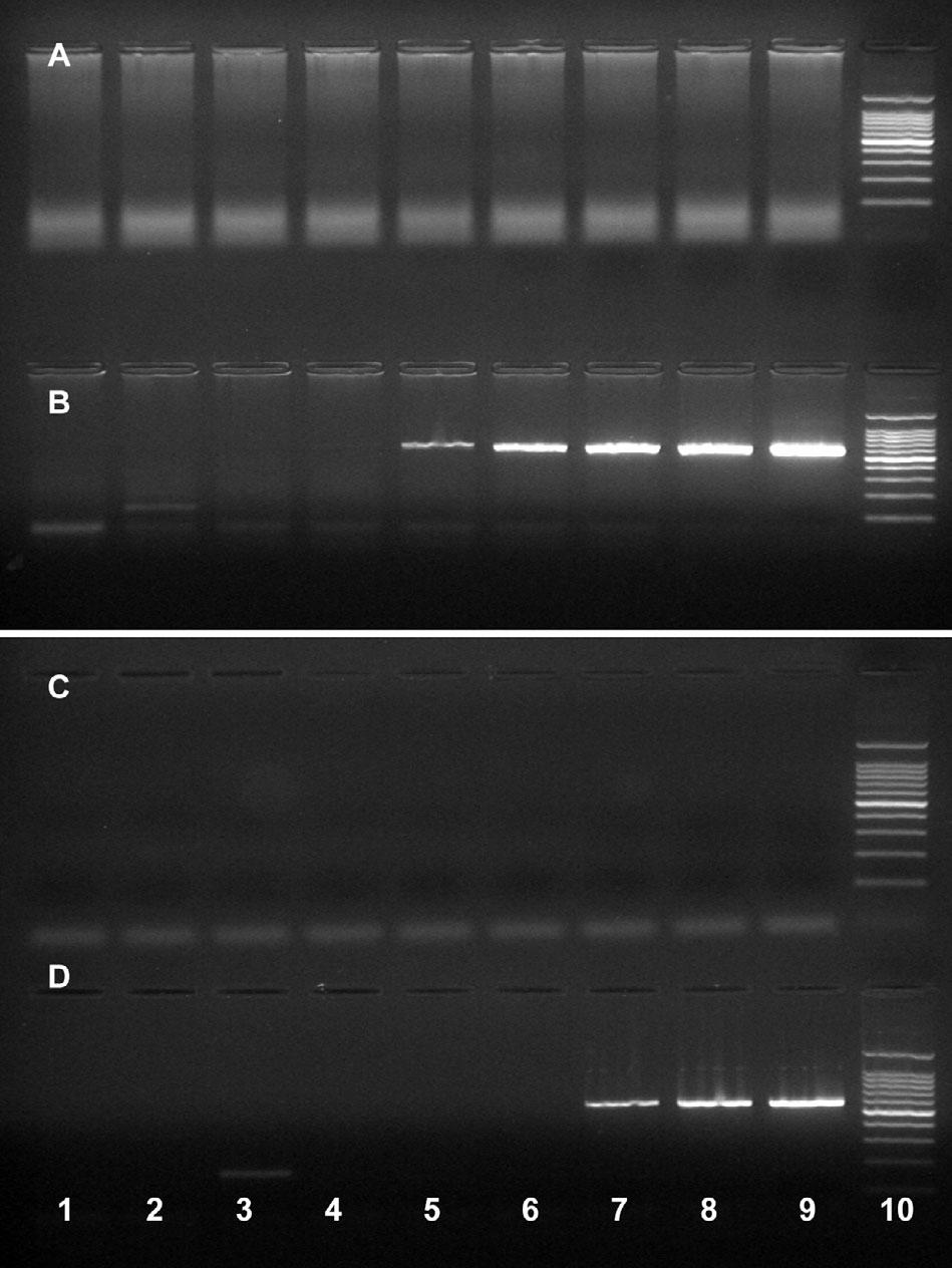 168 Dis Aquat Org 76: 163 168, 2007 Fig. 3. Sensitivity of RT-PCR (reverse transcription polymerase chain reaction) and semi-nested PCR for (A,B) SVCV and (C,D) TenRV.