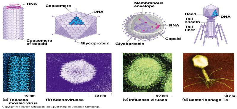 Viruses and Bacteria Notes A. Virus Structure: Viruses are in contrast to bacteria. Viruses are (DNA or RNA) enclosed in a coat called a. Also some viruses have a that helps them infect their host.