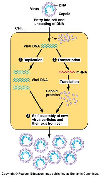 Viruses come in many shapes and may be shaped or more complex in structure. Recall the most complex viruses called infect bacteria. B. Virus Overview: Viruses can ONLY reproduce within a cell.