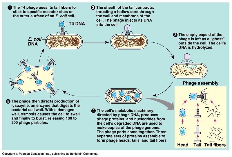 C. Viral Cycles: The cycle is a viral cycle in which during the last stage of infection of viruses burst free from the host cell causing the host cell to or break open.