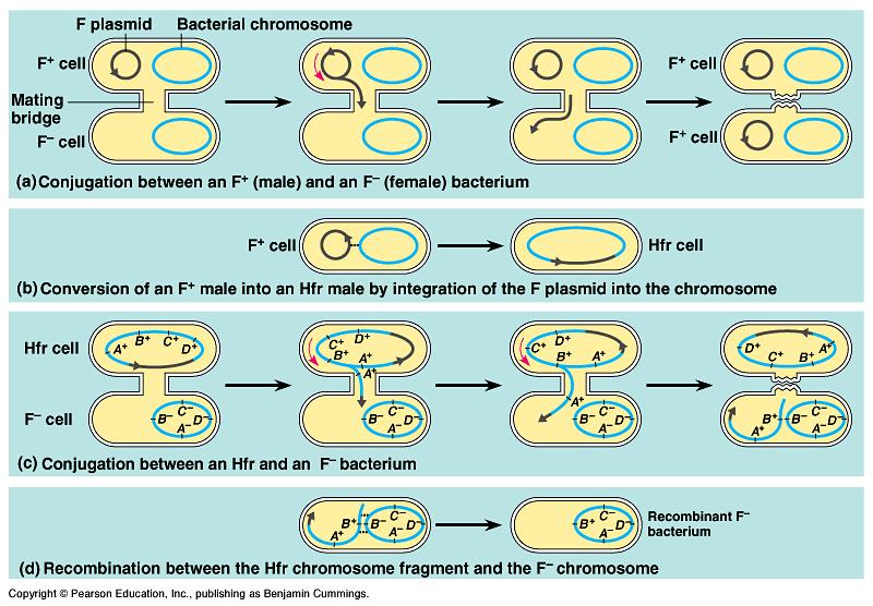 the (F= ). Having the F factor enables the bacteria to be the of DNA. are small pieces of self-replicating DNA in bacteria that are from the nucleoid.