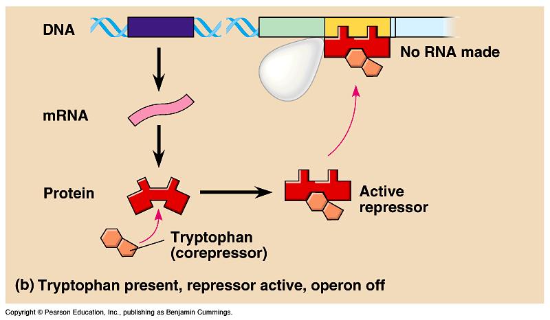 The tryptophan (trp) operon is a operon because it is by an binding molecule. When no molecule is bound to the, the trp operon is. Located just upstream of the operon is a gene that makes a.