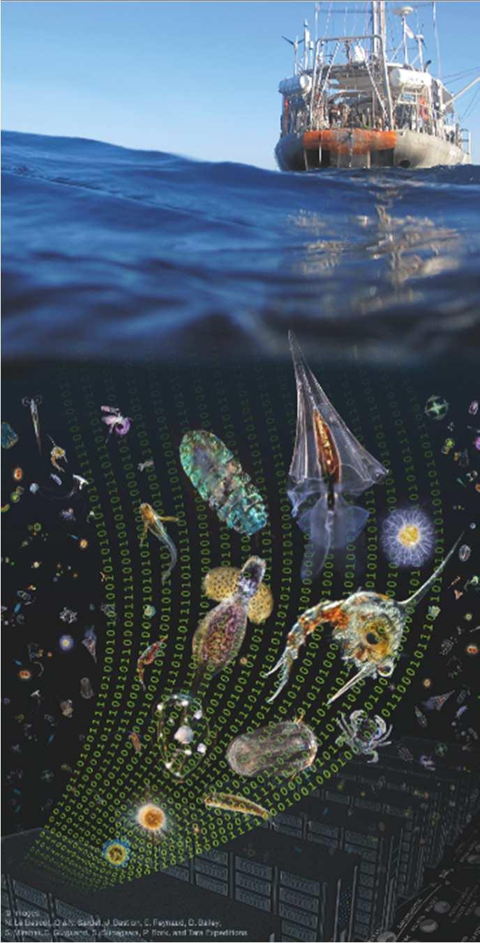 Ocean eco-systems