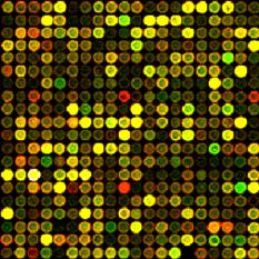 DNA-protein Crosslink Lisi Frammentazione
