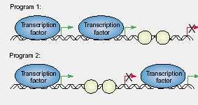 The chromatin components are important regulators of