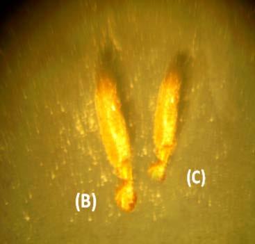 International Journal of Scientific and Research Publications, Volume 7, Issue 1, October 217 82 Tribolium castaneum Fig D, 2 Abnormal wings formed in adult due to topical treatment of pupae (at.