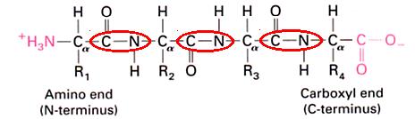 Primary Structure of Proteins Protein = word of n amino acids (20 n possibilities) linked with C-N bonds n=25-100 for