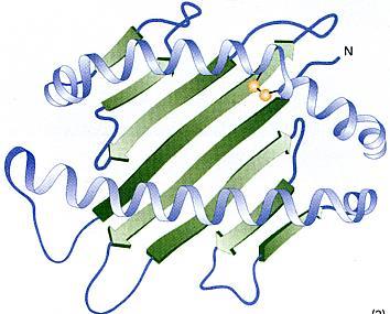 Tertiary Structure of Proteins Protein= 3D spatial conformation Native conformation in a determined environment (e.g.