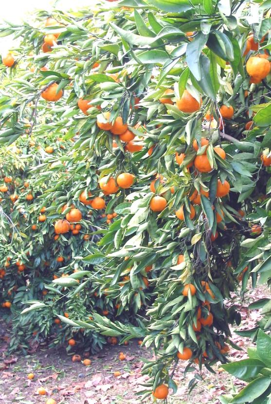increasing costs. Later season mandarins such as these Clementines can help extend the availability of local fruit.