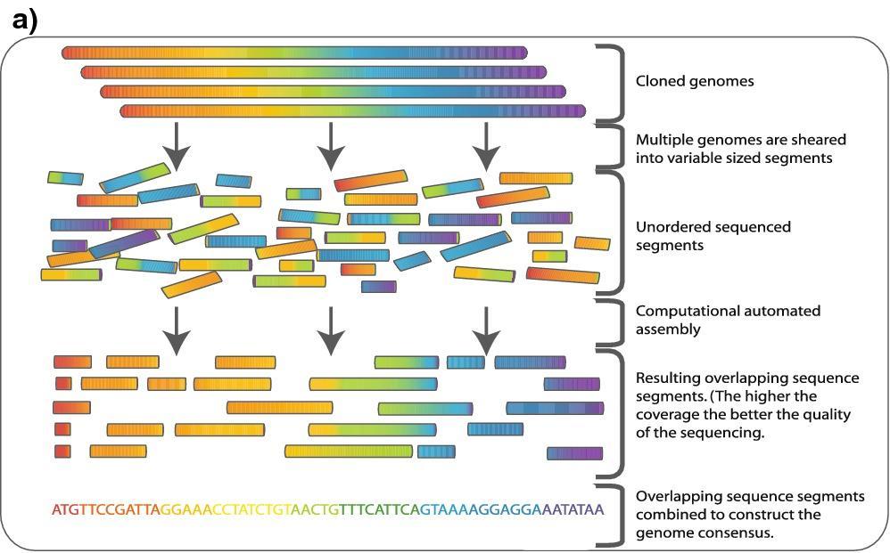 Whole Genome Shotgun Sequences (WGS) Shotgun