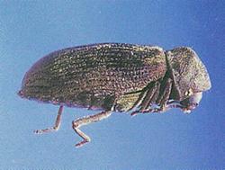 COMMON FURNITURE BEETLE Adult common furniture beetle General information The common furniture beetle is an introduced pest of exotic pine and some hardwood timbers and is found primarily in imported