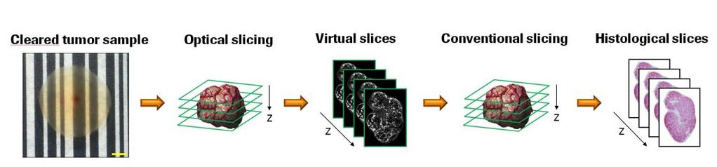 EXPERIMENTS AND RESULTS 79 a Virtual slices Fluorescence Histological slices Brightfield b c d d