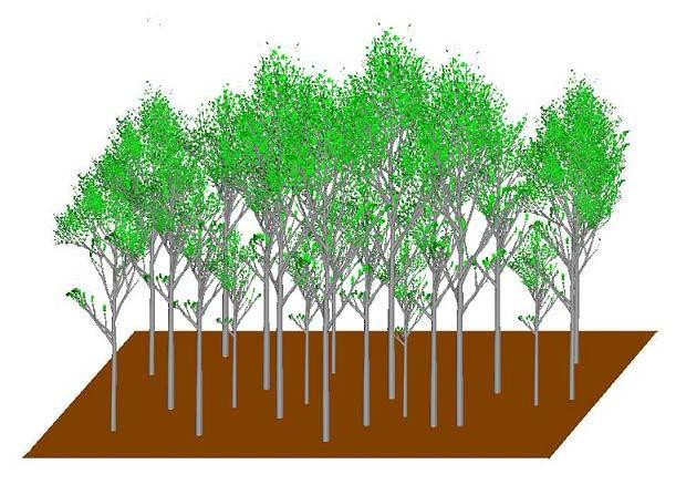Simulation of Tree 3D Structure and Forest Stand Tree architecture