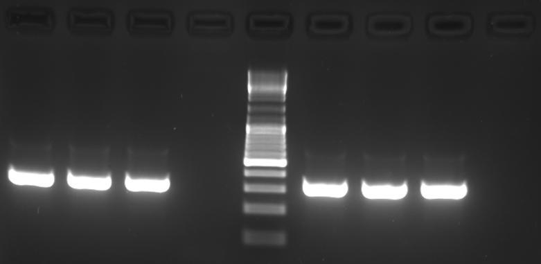 Application examples 8 Application examples Detection of the amplified products of a DNA fragment using the innumix Standard PCR MasterMix and fresh mixed in-house PCR chemistry (innutaq HOT-A DNA