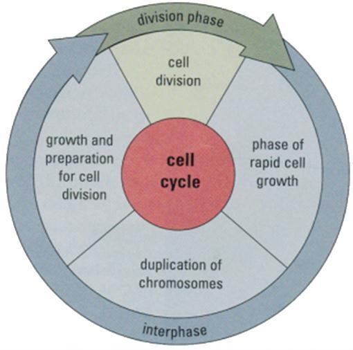 The Importance of Cell Division! Have you ever had a sunburn that caused your skin to peel? Had a cut on your hand? How is this related to cell division?