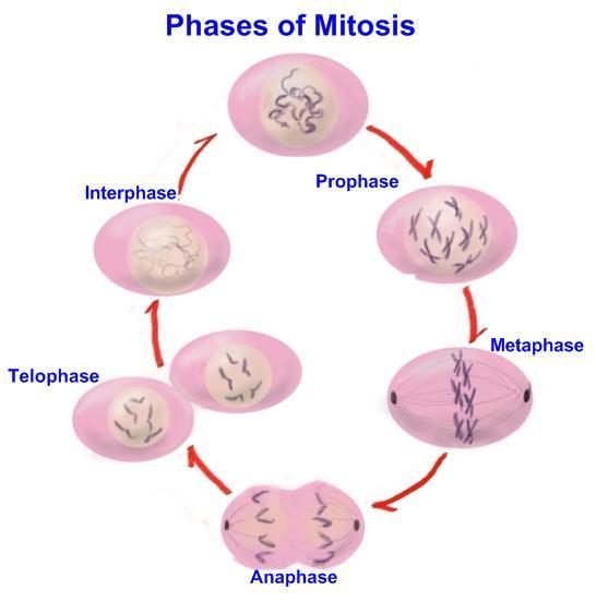 Mitosis and Cytokinesis Cell division involves the division of nuclear materials (genetic material) and the sharing of cytoplasm (including the organelles).