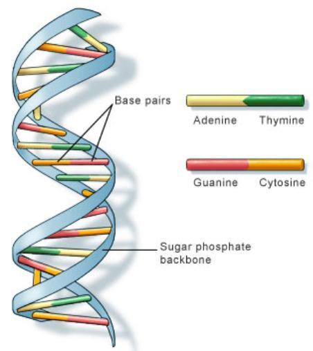 Even though there are only 4 nitrogen bases, we are all different because of the sequence, or order, that the bases appear! This makes each DNA molecule different.