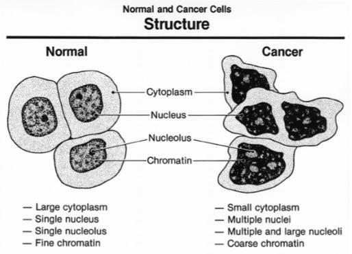 Cancer Cells Since cancer cells cannot perform some of the functions of normal cells, they are inefficient.