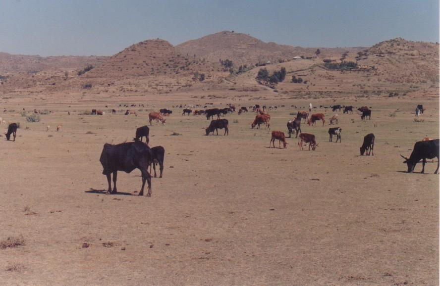 Tigray, Ethiopia High over-grazing and burning =