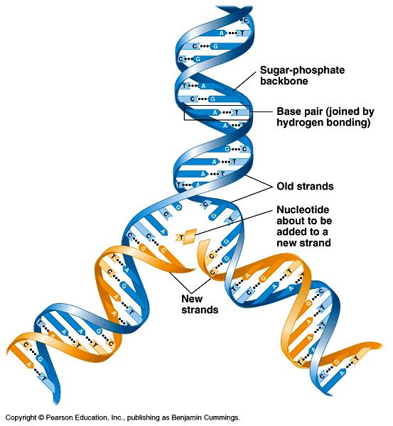 DNA replication It has not