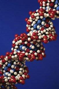 RNA & DNA RNA u single nucleotide chain DNA u double nucleotide