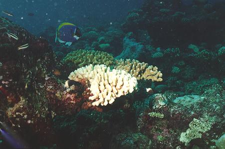 healthy coral reefs Main fishery dependant on bait catch from