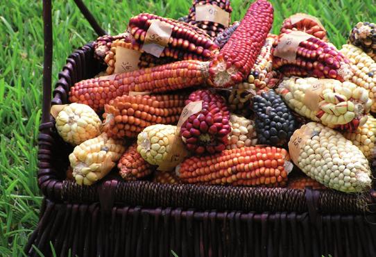 The available corn seed samples from the Peruvian Costa, Selva, Sierra, and Altiplano regions are being characterized in field trials and genotyped in Hohenheim.