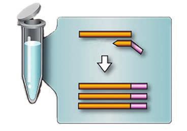 All on a single instrument The multiplex XP-PCR gene expression process and analysis Total RNA target isolation Extract Nucleic Acid Reverse transcription of mrna to cdna Multiplex Reverse