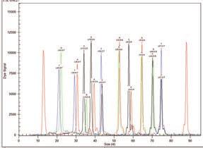 Multiplex fragment analysis results Expand your genetic analyses capabilities to include various fragment analysis chemistries and applications.