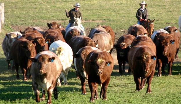 TakeStock Benchmarking a Herd s Progress Evaluates the genetic progress of