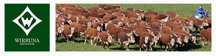 Based on supermarket index: Steers finished on grass or grain (50 70 days)