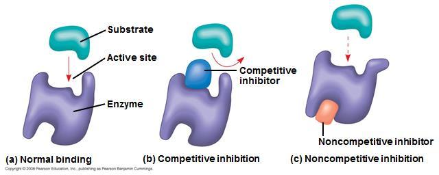 (b) Competitive Inhibition: Mimics the substrate and competes for the active site (c) Noncompetitive Inhibition: Binds to the