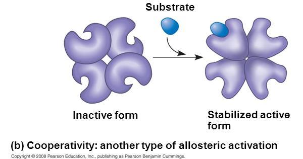Cooperativity Cooperativity is a form of allosteric regulation that can amplify enzyme activity.