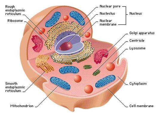 At the cellular level, the plasma membrane, cytoplasm and, for eukaryotes, the organelles contribute to the overall specialization and functioning of the cell.