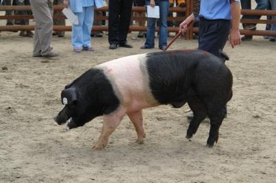 6 pig breeds: