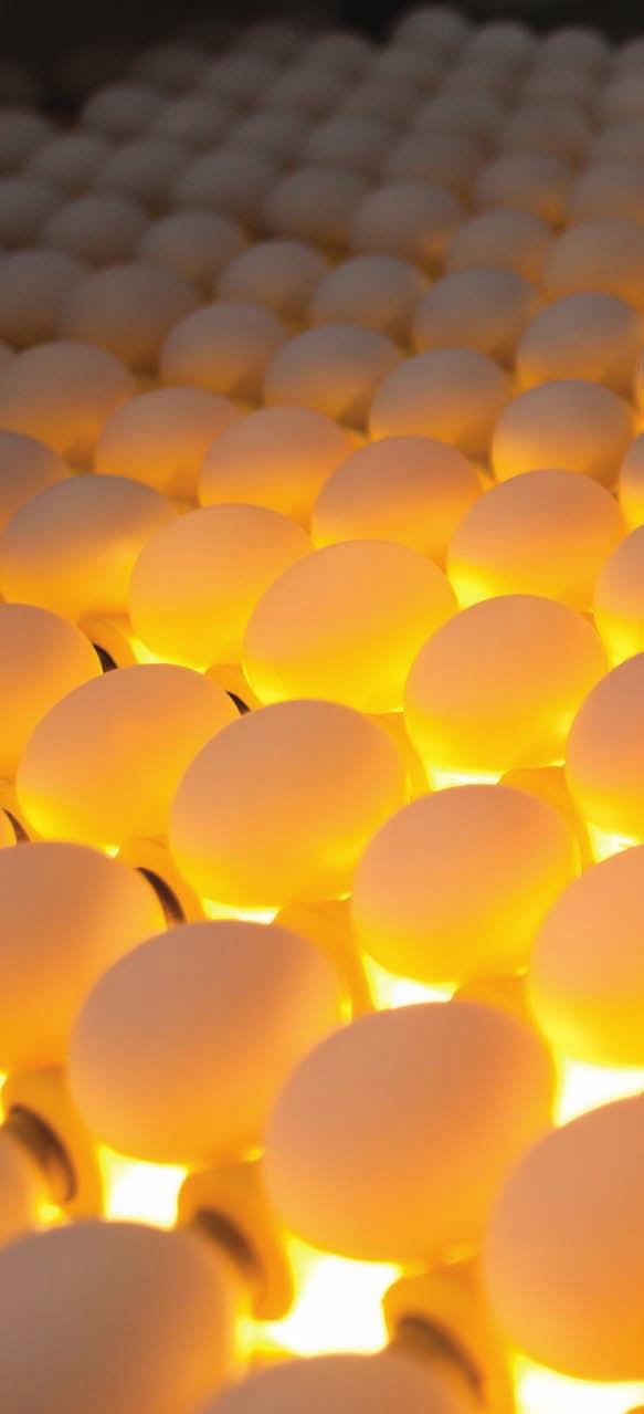 United Egg Producers is a world leader in the creation of science-based animal welfare guidelines for U.S.